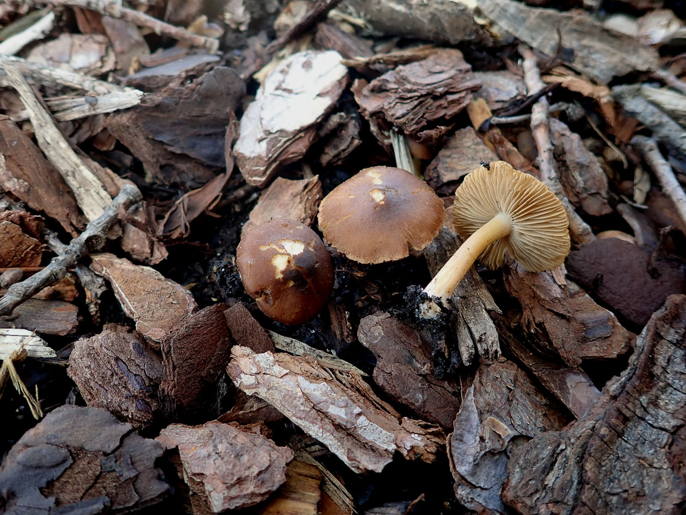 Photo by Jesper Launder Inocybe cf tjallingiorum by Jesper Launder